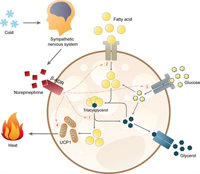 Sex Differences in Brown Adipose Tissue Function: Sex Hormones, Glucocorticoids, and Their Crosstalk